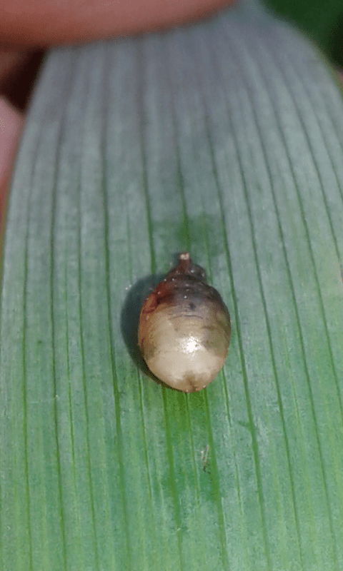 Pupa di dittero?  S, di Syrphidae